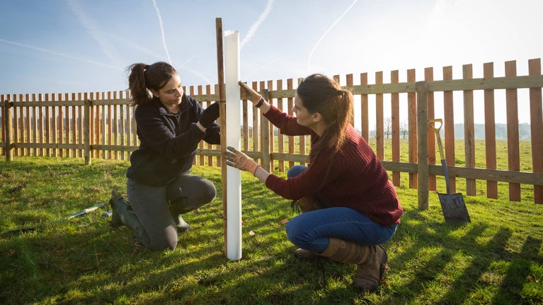 Tree planting at Buscot and Coleshill Estate, Oxfordshire